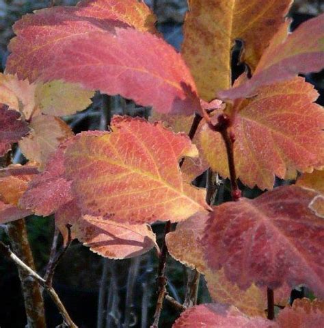 Crataegus douglasii, Western Thorn Apple