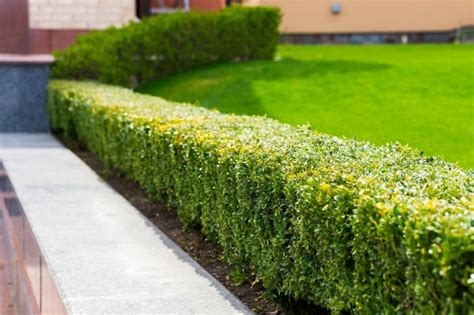 14 Tips & Tricks for Perfect Hedges & Trees — EverydayGardenIdeas