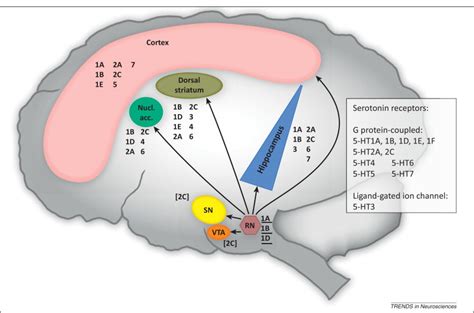 Receptor, Serotonin, 5-HT2A; Serotonin 2A Receptor