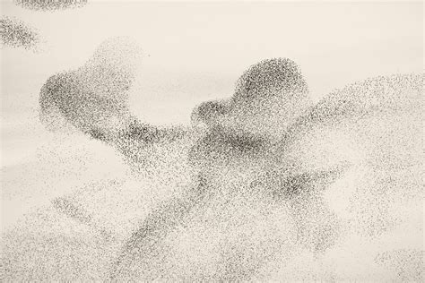 The Transfixing Beauty of Starling Murmurations - The New York Times