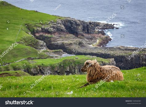 Wildlife in the Faroe Islands. Sheep on Vagar island. Faroe Islands ...