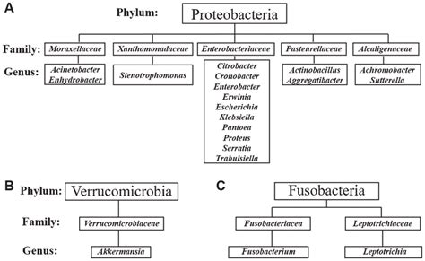 Members of the gut microbiota identified in three Gram-negative phyla... | Download Scientific ...