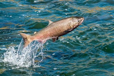 Salmon Symbolism: The Spiritual Meaning And Dream Meaning Of Salmon ...