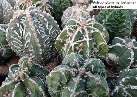 Astrophytum myriostigma – all types hybrids / 5 seeds - UnusualSeeds