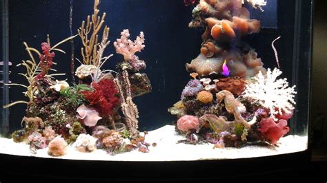 Keeping Seahorses in Aquaria #1 - Introduction and Setting Up Your ...