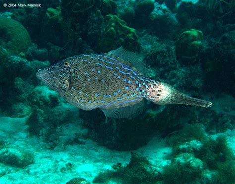 Filefish