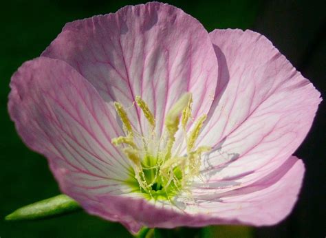 15 Incredible Texas Wildflowers You Should Know