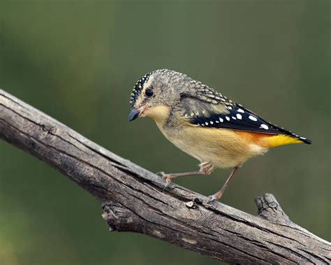 Spotted Pardalote (Female) (Pardalotus punctatus) | Royal Na… | Flickr