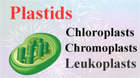 Plastids|Chloroplast,Chromoplast and Leucoplast|their Function in plants By Smart Learning 47 ...