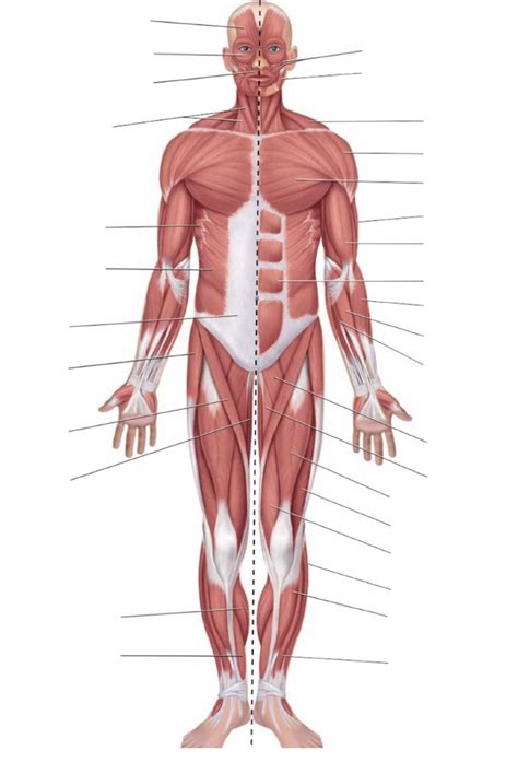 HBS Unit 4: Anterior Muscles Diagram | Quizlet