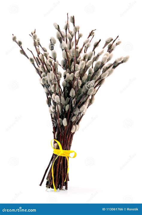 Willow Bouquet with Yellow Ribbon Isolated on White Stock Photo - Image of plant, twig: 113061766