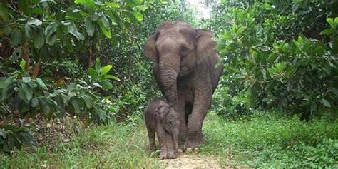 Wildlife in Andaman – List of National Parks in Andaman Islands