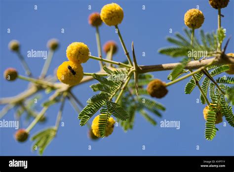 Acacia nilotica, Vachellia nilotica or gum arabic tree detail of leaves ...