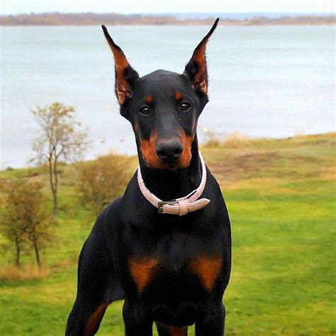 Doberman Pinscher Dog Breeds Gallery List Of Dog Breeds With Photos And ...