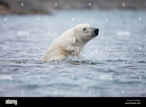 Bear island norway hi-res stock photography and images - Alamy