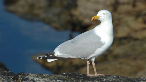 Larus argentatus | Bio-Scène.org