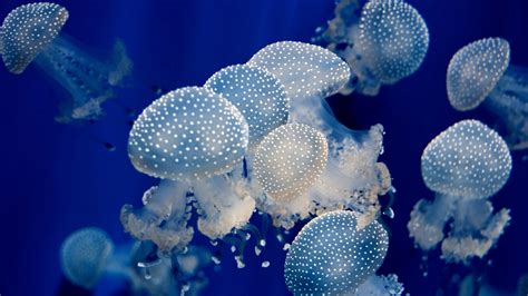 HD Jellyfish Backgrounds Free Download