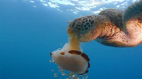 See a Sea Turtle Devour a Jellyfish Like Spaghetti