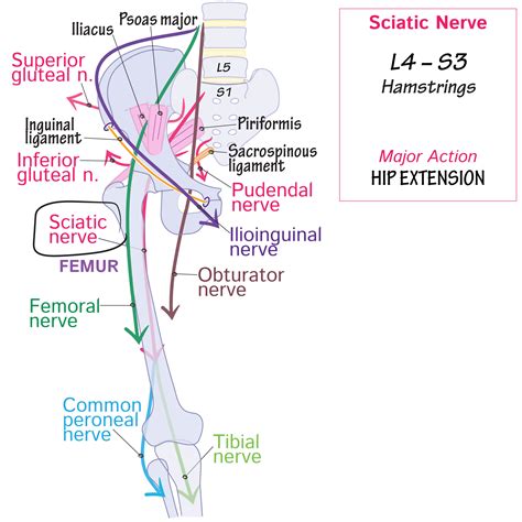 Gross Anatomy Glossary: Sciatic Nerve - Tibial | Draw It to Know It