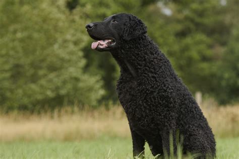 15 Curly Haired Dogs with Pictures | Reader's Digest