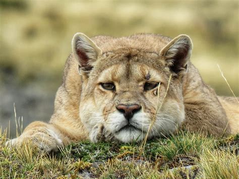 Conheça o puma de Torres del Paine, na Patagônia chilena