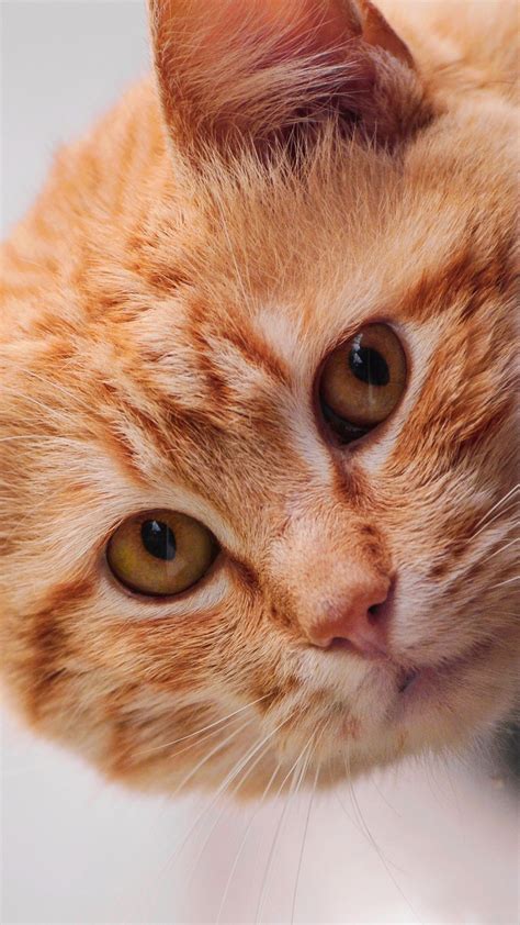 Orange Cat With Orange Eyes 4K HD Cat Wallpapers | HD Wallpapers | ID #51232