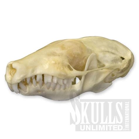 Eastern Mole Skull (Scalopus aquaticus) | WSM-412 | Animal skeletons, Eastern mole, Skull reference