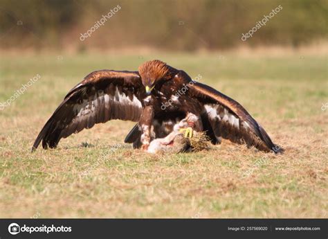 Golden Eagle Prey Stock Photo by ©YAYImages 257569020