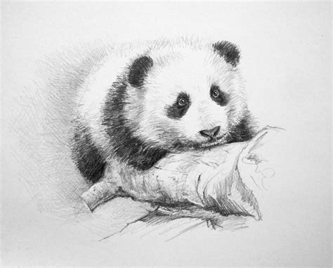 Baby Panda Sketch at PaintingValley.com | Explore collection of Baby ...