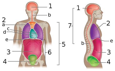 Body Cavities Quiz