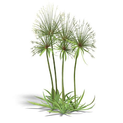 PlantWerkz: Papyrus Plant -Cyperus Papyrus