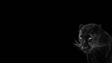 Panther, Black Background, Cool, Animal wallpaper | animals | Wallpaper Better