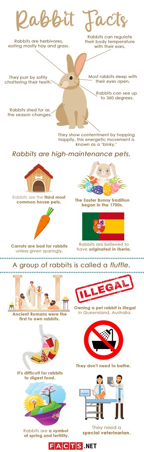 60 Rabbit Facts That Will Surely Get You Hopping - Facts.net