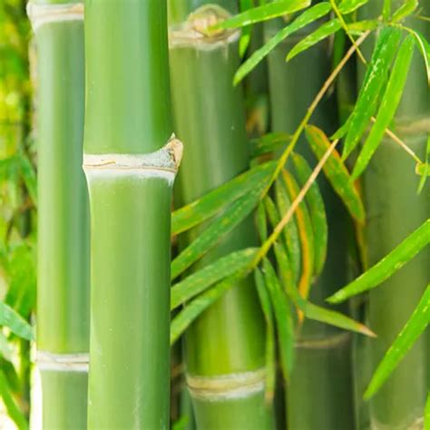 Buy Green Hedge Clumping Bamboo- Nursery Nisarga