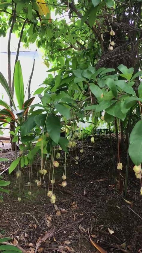 Barringtonia acutangula fruit dangling around on a windy day | By Plumtree Pocket Enterprises