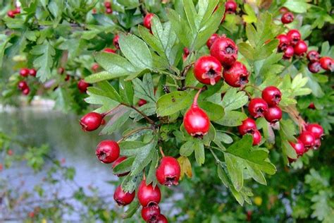 15 Unbelievable Benefits of Hawthorn Berry That Will Leave You Shocked