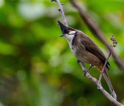 Indian Bulbul Bird Information| Bulbul Bird Food | Bulbul Bird Nest