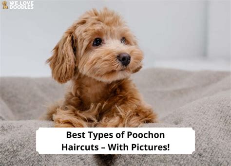 Best Types of Poochon Haircuts – With Pictures!