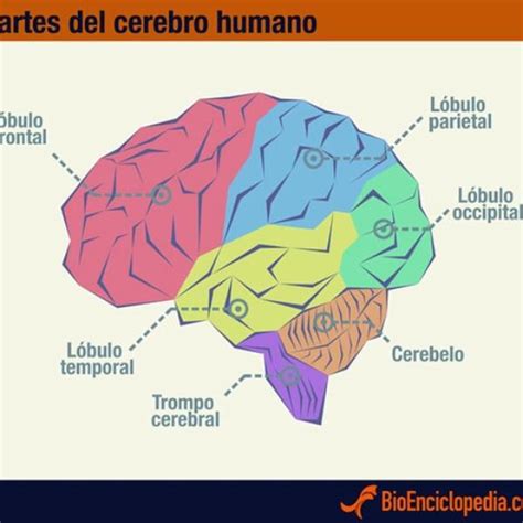 Cerebro Humano Y Sus Partes Cerebro Humano Cerebro El Cerebro Images ...