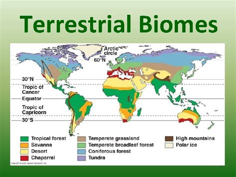 Terrestrial Biomes 1 Biomes Community in a food