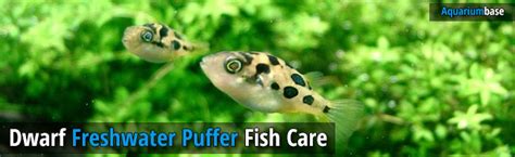 Dwarf Freshwater Puffer Fish - Pea Puffer Care Guide