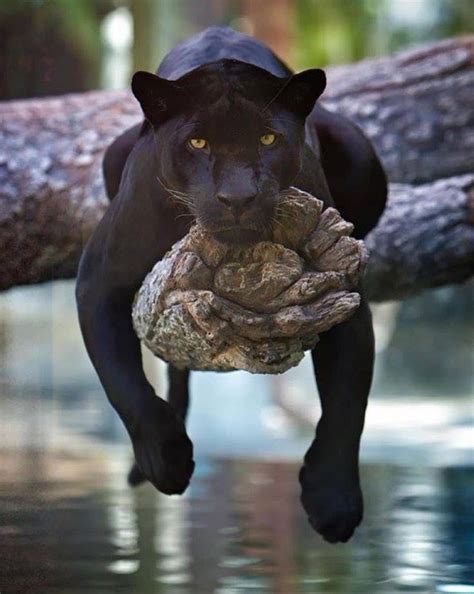 Black panther, Jacksonville Zoo, Florida | Animals beautiful, Cute ...