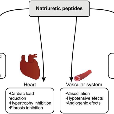 Physiological effects of natriuretic peptides. ANP: atrial natriuretic... | Download Scientific ...