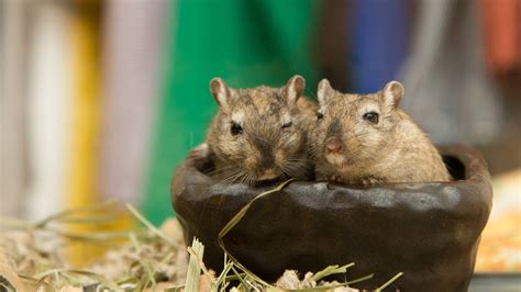 Fat-Tailed Gerbil Guide: Everything You Need to Know