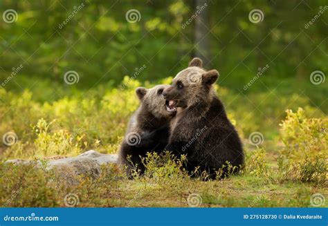 European Brown Bear Cubs Playing in the Forest Stock Photo - Image of ...