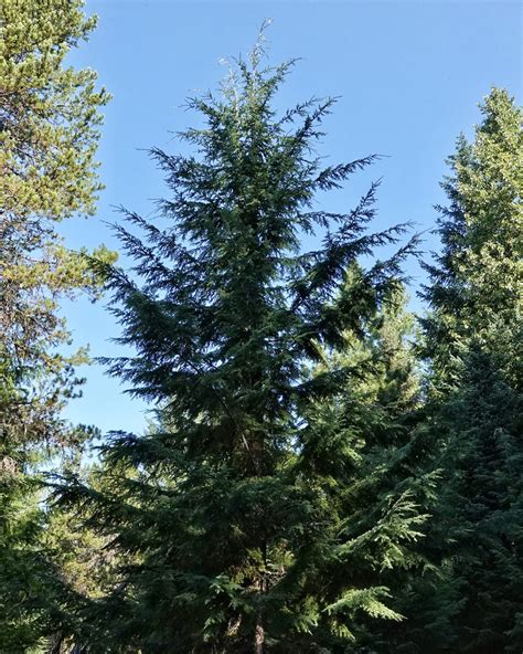 Tsuga heterophylla (Western Hemlock) – 10,000 Things of the Pacific ...