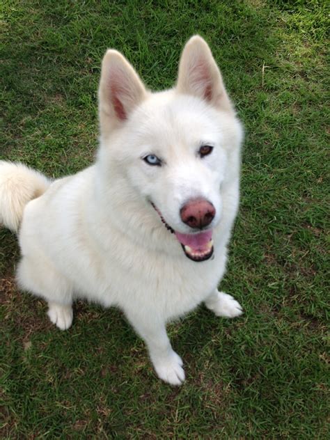 Simba - Large Male Alaskan Malamute x Siberian Husky Mix Dog in NSW - PetRescue