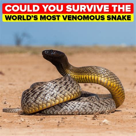 Could You Survive the Bite of the World's Most Venomous Snake ...