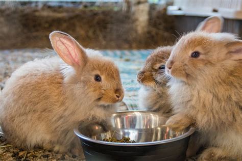 Three Adorable Fluffy Bunny Rabbits Eating Out of Silver Bowl at the ...