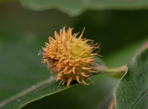 Nature Ramblers: Beech Nuts